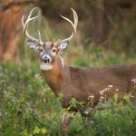 Watch out for deer!